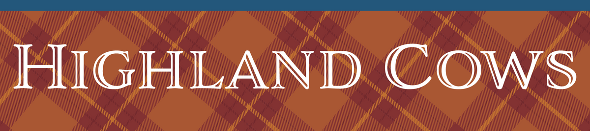 Highland Cow