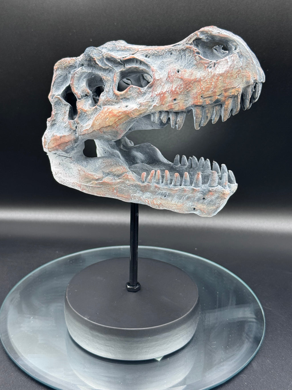 Tyrannosaurus Rex Skull on Plinth | Fossil Resin Sculpture | 24.2cm | Nemesis Now