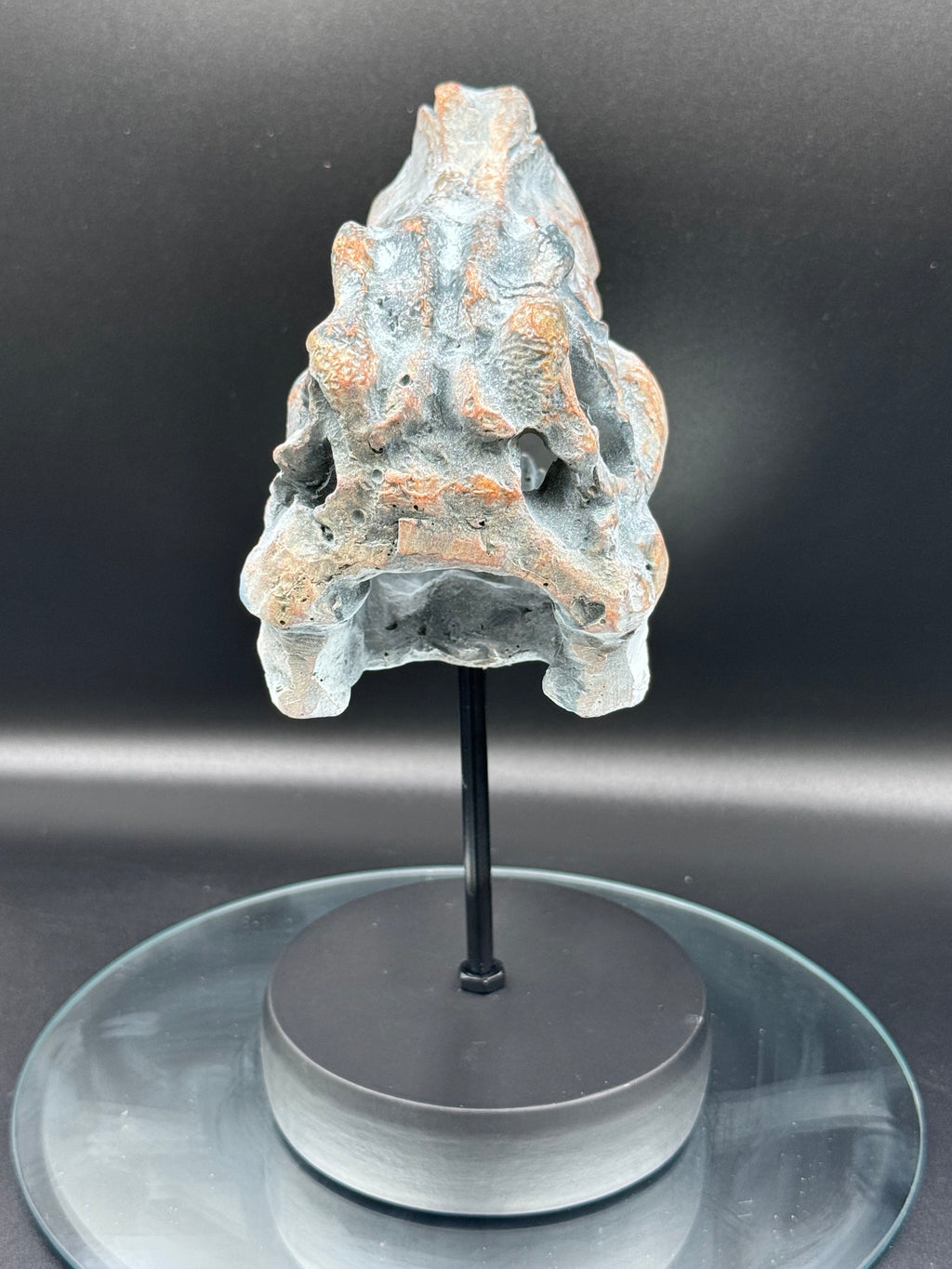 Tyrannosaurus Rex Skull on Plinth | Fossil Resin Sculpture | 24.2cm | Nemesis Now