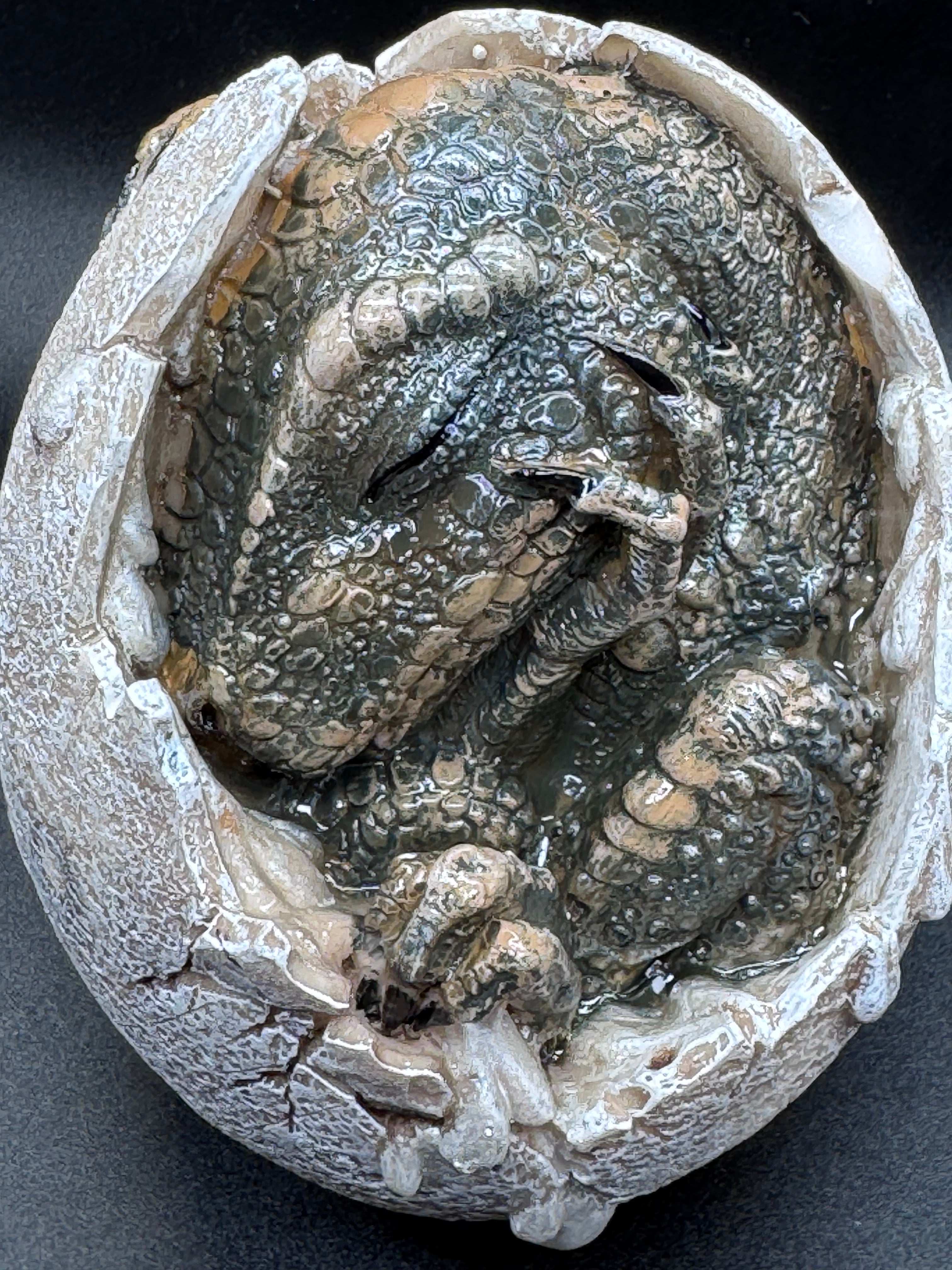 Wyrmlings Dragon Egg First Light 12cm