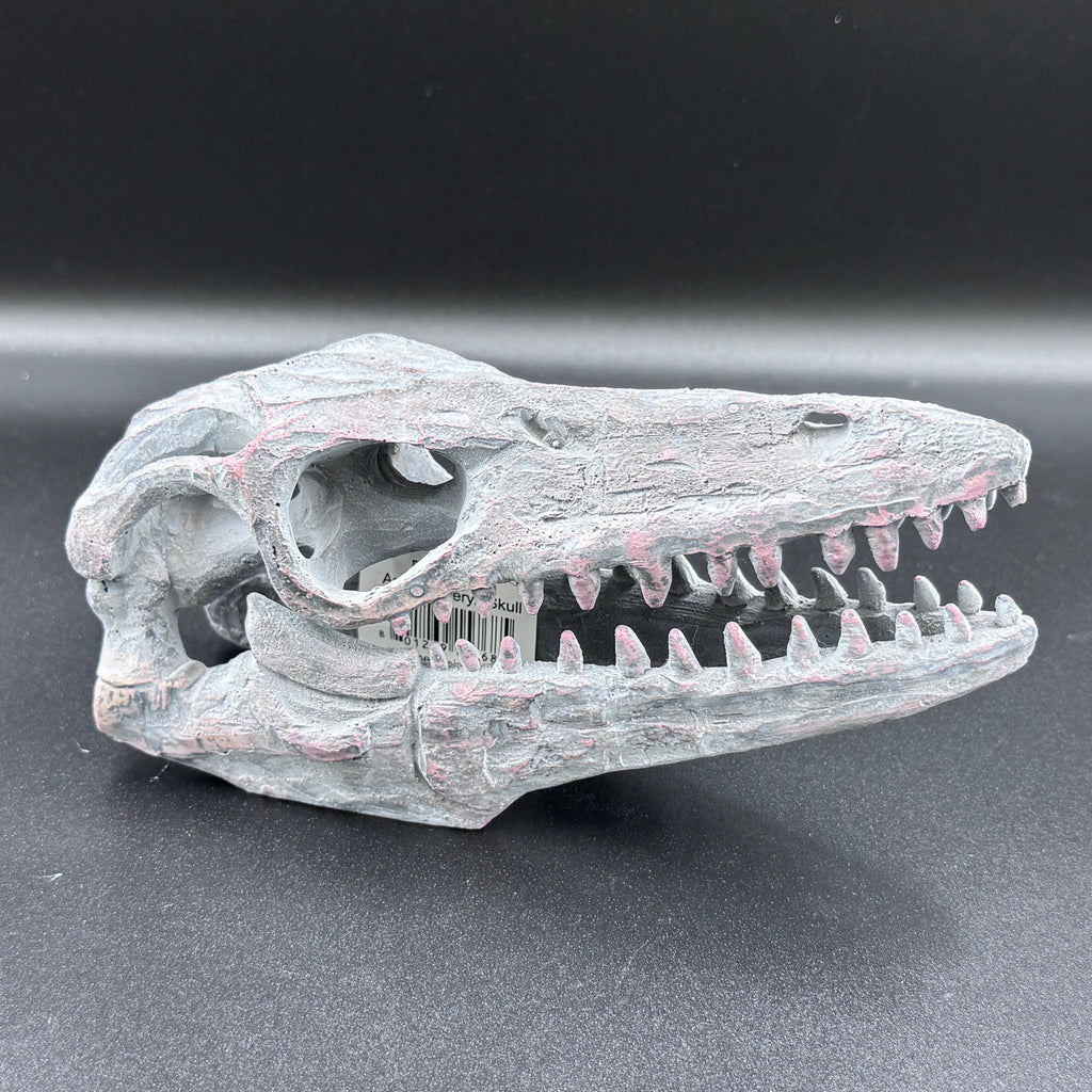 Archaeopteryx Skull Decorative Resin Replica