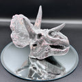 Triceratops Skull Resin Replica