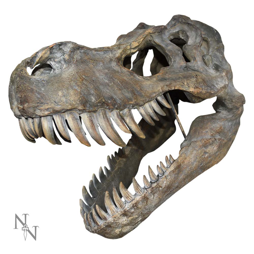 Large T-Rex Skull Wall Hanging 51.5cm – Nemesis Now