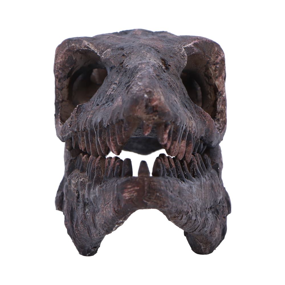 Archaeopteryx Skull Resin Replica – Nemesis Now Dinosaur Ornament