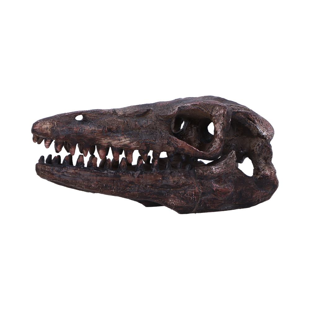 Archaeopteryx Skull Resin Replica – Nemesis Now Dinosaur Ornament