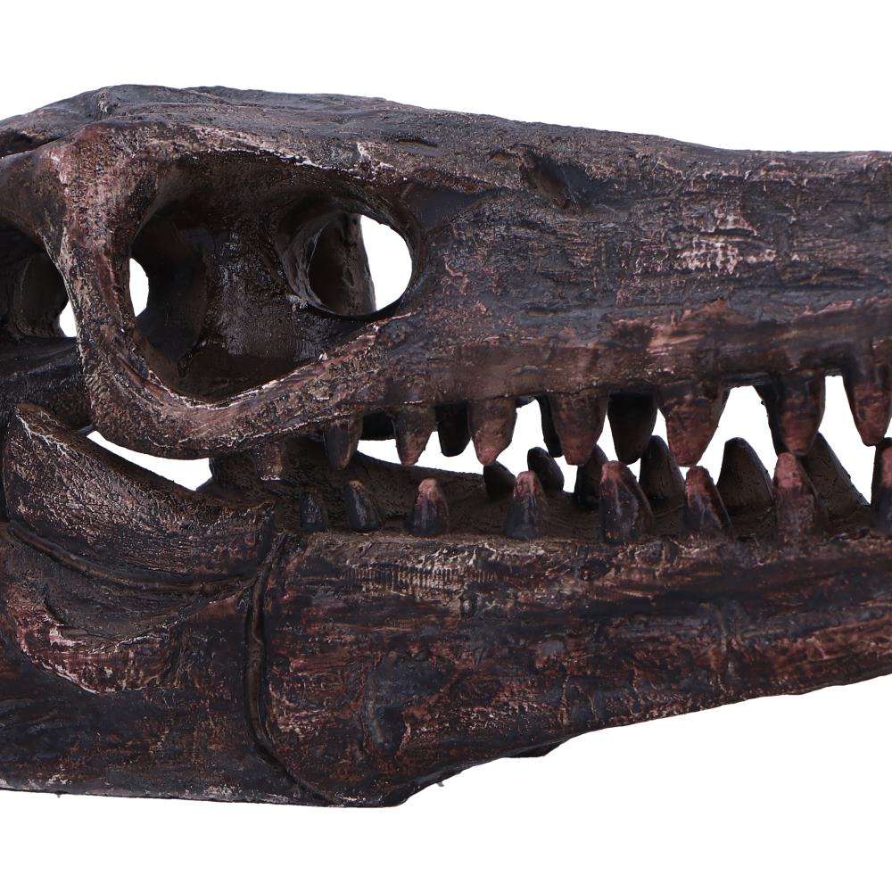 Archaeopteryx Skull Resin Replica – Nemesis Now Dinosaur Ornament