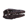 Archaeopteryx Skull Resin Replica – Nemesis Now Dinosaur Ornament
