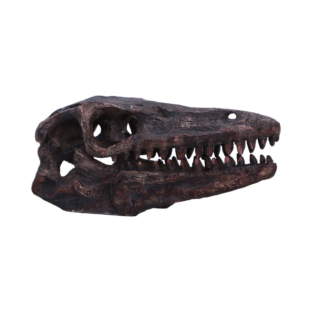 Archaeopteryx Skull Resin Replica – Nemesis Now Dinosaur Ornament
