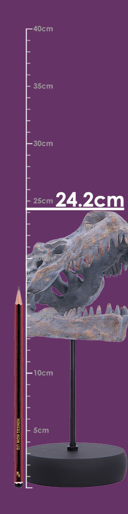Tyrannosaurus Rex Skull on Plinth | Fossil Resin Sculpture | 24.2cm | Nemesis Now