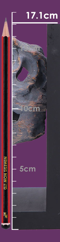 T-Rex Skull Bookends Pair 17.1cm – Nemesis Now